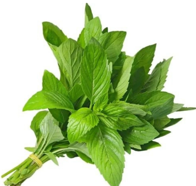 Molokhia leaves Jews Mallow